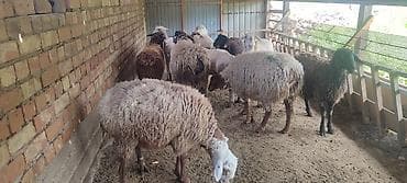 продаю овец: Продаю | Овца (самка), Ягненок, Баран (самец) | На забой — 2