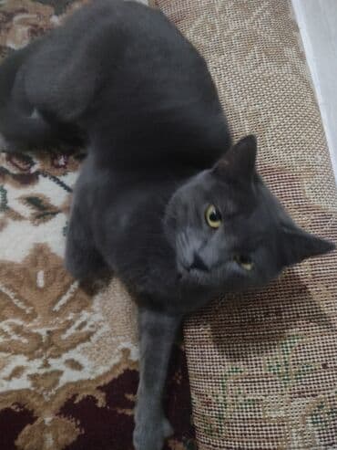 питомник растений бишкек: Британская короткошёрстная, 6 месяцев, Мальчик, Серый, Приучена к лотку, Проглистована — 2
