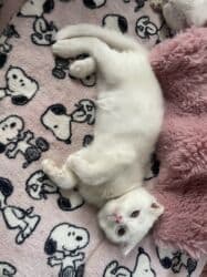 пидбуль щенок в оше эркек: Скотиш Фолд (Шотландская вислоухая), 2 месяца, Мальчик, Белый, Приучена к лотку, Проглистована — 3