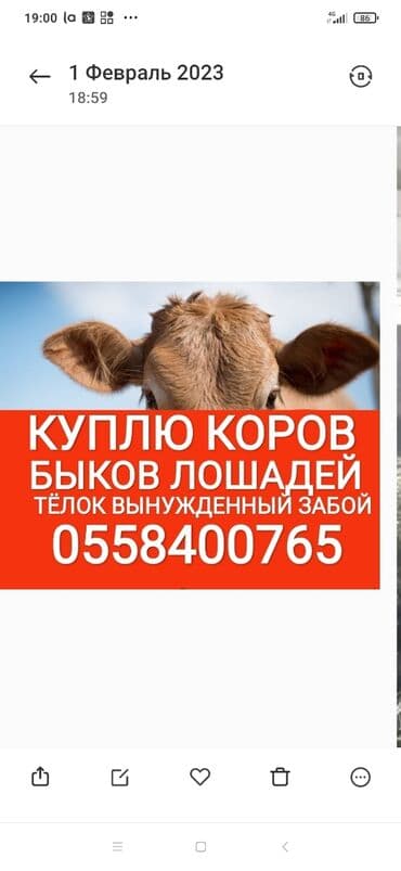 Куплю | Коровы, быки, Лошади, кони | Круглосуточно, Любое состояние, Забитый at lalafo.kg Куплю | Коровы, быки, Лошади, кони | Круглосуточно, Любое состояние, Забитый