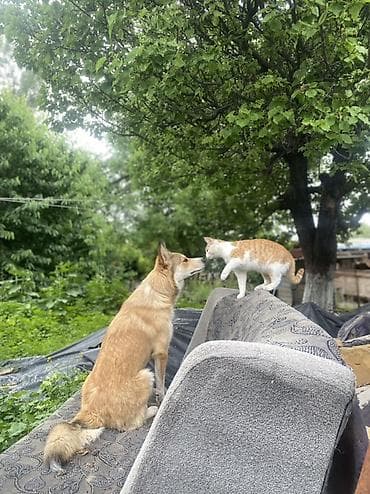 купить собаку лайку: Собака даром: Колли, 1 год, Самец — 2