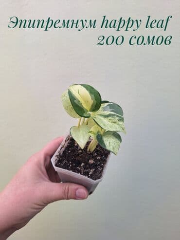 газон готовый: ● Комнатные растения (укоренённые черенки, молодые растения, взрослые — 9