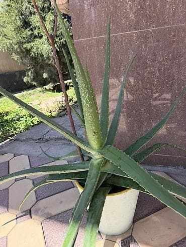 растения: Алоэ вера в горшке, больше 5-6 Лет - Крупное взрослое растение с — 1