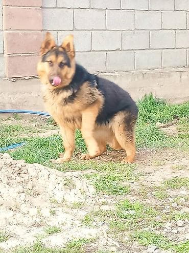 Продается чистокровная немецкая овчарка. Девочка возраст 1 год. Не at lalafo.kg Продается чистокровная немецкая овчарка. Девочка возраст 1 год. Не