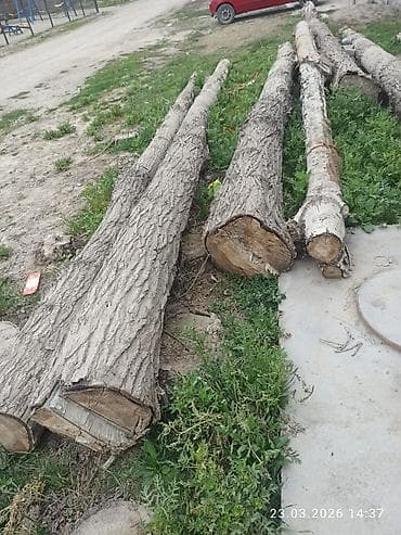 отун дрова сатылат: Бревна из лиственных пород, распиленные на отрезки разной длины и — 3