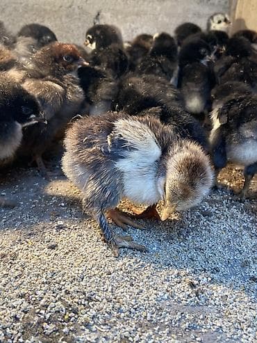 яйцо несушки: Продаю | Цыплята | Для разведения — 2