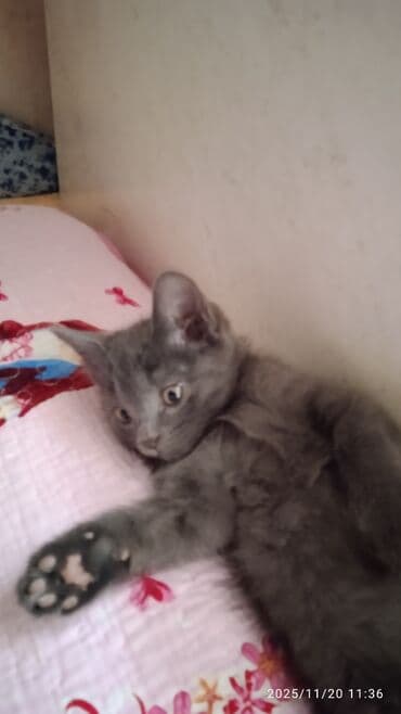 1 мальчик 2 котенка оригинал: Котята в добрые и ответственые руки. Кушают все и китекет тоже. Кашку — 12