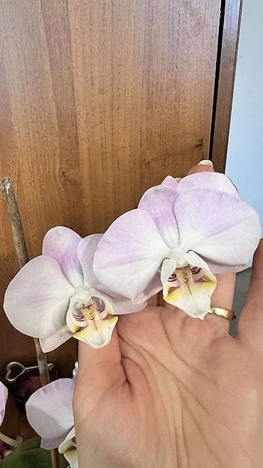 орхидеи в горшке цена: Кашпо для орхидей по 200 сом Удобрение для орхидей 250 сом Орхидея — 3