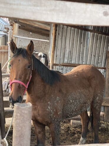 породистые собаки в добрые руки: Продаю | Конь (самец) | На забой — 4