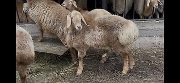 Продам с/х животных: Продаю | Ягненок, Баран (самец) | Арашан — 6
