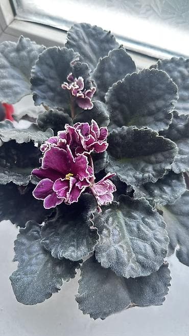 Продаю фиалки белый и бордовый Ак орго - Сорта с волнистыми лепестками