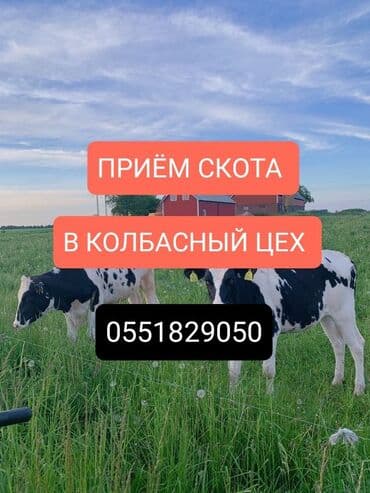 домашние птицы: Куплю | Коровы, быки, Лошади, кони, Другие с/х животные | Круглосуточно, Любое состояние, Забитый — 1