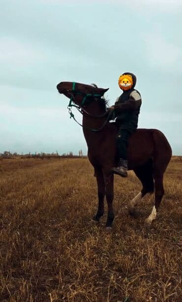 миска для животных: Продаю | Кобыла (самка) | Полукровка | Рабочий — 3