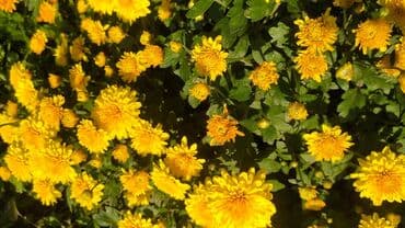 вилы садовые: Хризантемы мультифлора (садовые шары) - Компактные шаровидные кусты — 1