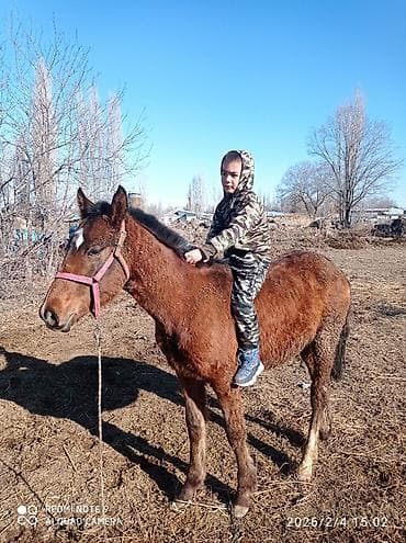 Продаю | Жеребенок | Конный спорт at lalafo.kg Продаю | Жеребенок | Конный спорт