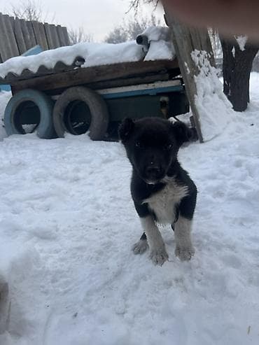 валер для собак: Собака даром: 2 месяца, Самец — 3