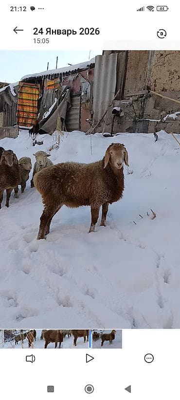 ат баши: Продаю | Баран (самец) | Гиссарская | Для разведения | Племенные — 2