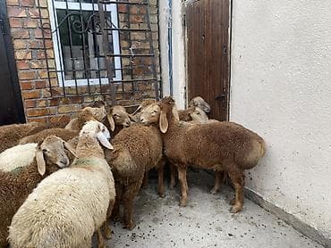 animal pack: Продаю | Ягненок | Для разведения — 8