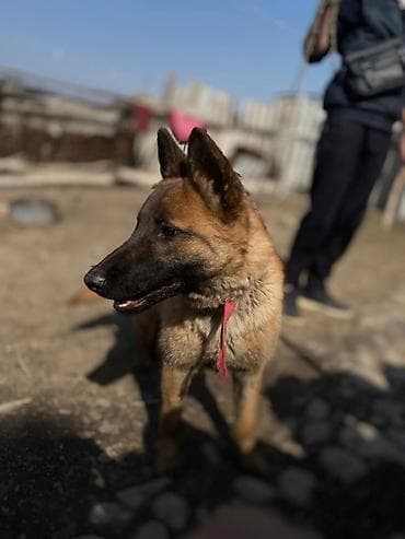 купить собаку в бишкеке: Собака сторожевая на цепи. Описание: - Крупная собака рыжего окраса с — 3