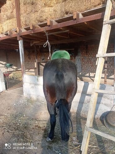 сх животные и товары: Продаю | Жеребец | Полукровка | Конный спорт | Племенные — 2