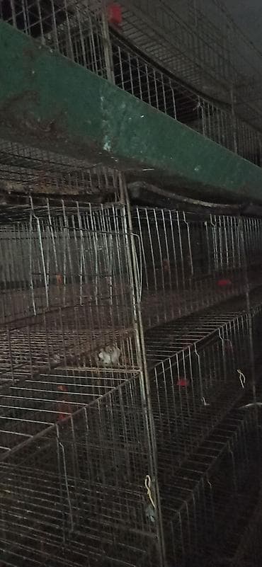 клетка для перепелок: Клеточные батареи для содержания птицы (кур-несушек/перепелов) — 7