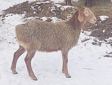 рабочие лошади: Продаю | Овца (самка) | Для разведения | Ярка — 1