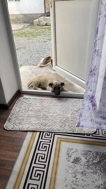 купить щенков чихуахуа: Щенок среднего размера, короткошёрстный, светло-песочного окраса с — 1