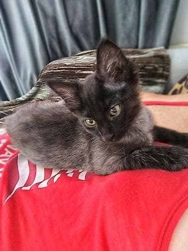 котёнк: Кошка даром: Беспородная, 3 месяца, Девочка, Приучена к лотку, Проглистована — 6