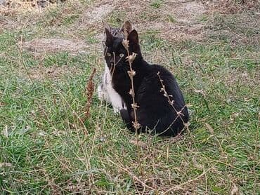 продам домик для кошки: Кошка даром: Беспородная, 5 месяцев, Мальчик — 1