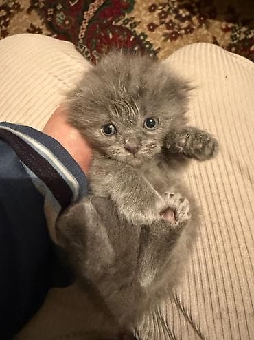 сиамская длинношерстная кошка: Скотиш Фолд (Шотландская вислоухая), 1 месяц, Мальчик, Серый, Приучена к лотку — 1