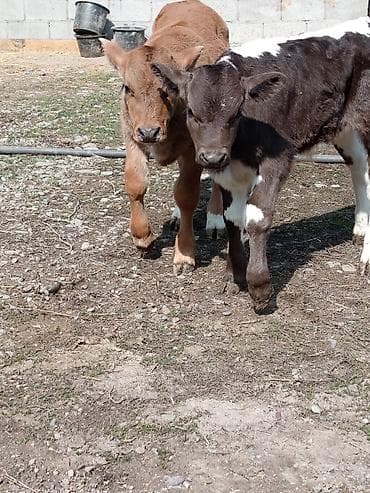 А\ч жаныбралары үчүн товарлар жана шаймандар: Сатам | Музоо | Аргын | Бордоп семиртүү үчүн | Жасалма уруктандырылган — 5