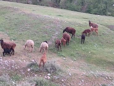 баран купить бишкек: Продаю | Овца (самка) | Для разведения | Матка — 1