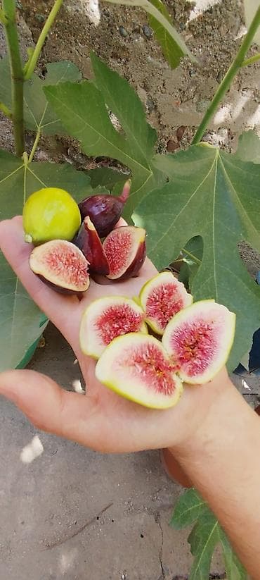 Башка мөмө-жемиштер: ИНЖИР ✅🌱 В весенний период!!!🌱 Откроем сезон продаж саженцев инжира — 4