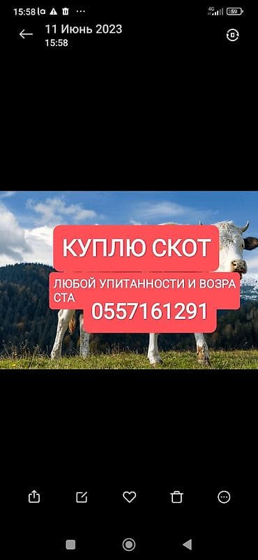 Жеке жак, Колбаса цехи : Уйлар, букалар, Жылкылар, аттар, Башка а/ч жаныбарлары, | Күнү-түнү, Бардык шартта, Союлган