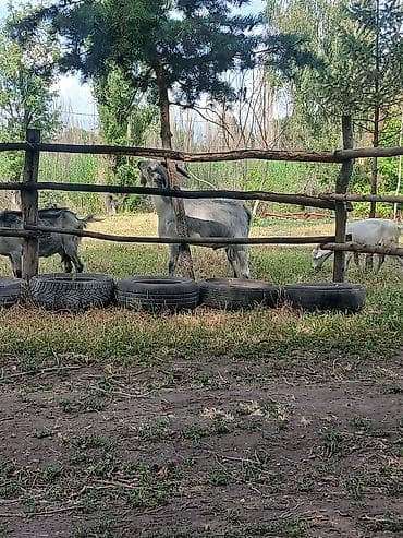 коз кой: Продаю | Коза (самка) | Для разведения | Осеменитель — 3