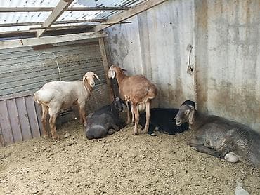 бараньи головы: Продаю | Баран (самец) | Для разведения — 7