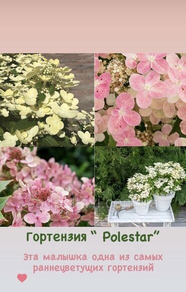 цветы гартензии: Продаю шикарные кусты гортензии! Хороший выбор сортов: -метельчатая — 7