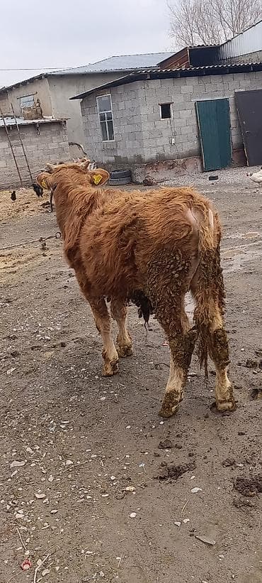 каровы и быки: Продаю | Бык (самец) | На откорм | Привязанные — 3