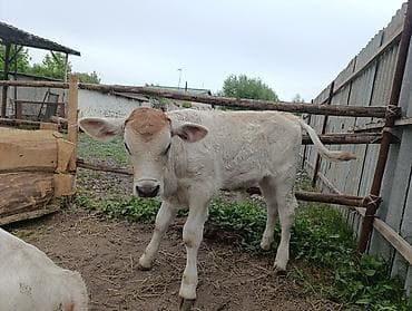 Продам с/х животных: Продаю | Музоо, торпок — 2