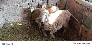 мал айдаган ит сатылат: Сатам | Козу | Көбөйтүү үчүн — 6