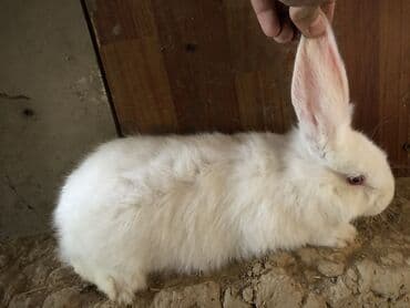 Продаю | Крольчата | Белый великан | Для разведения
