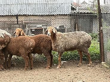 собаки авчарки: Продаю | Овца (самка) | Для разведения | Матка — 2