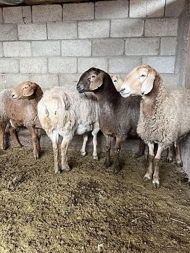 Лошади, кони: Продаю | Овца (самка) | Гиссарская, Арашан | На забой | Матка — 9