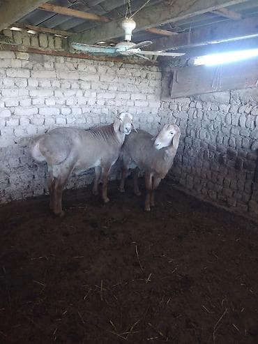 кыргыз и собака: Сатам | Ургаачы кой (ургаачы) | Көбөйтүү үчүн | Ургаачы — 8