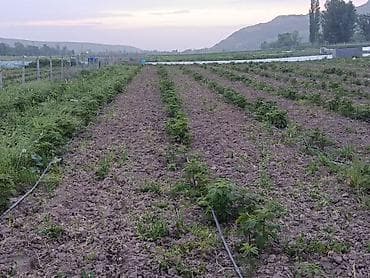 80: 115 соток, Для бизнеса — 6