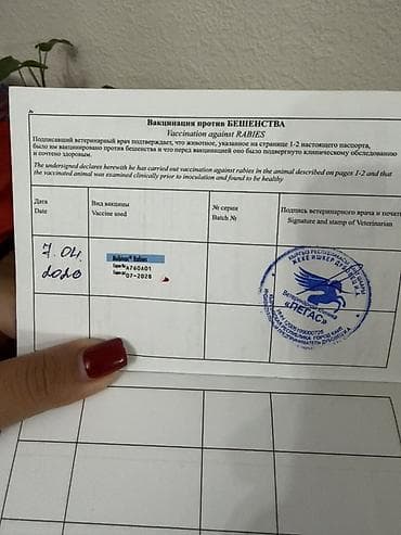 щенок хаски цена: Скотиш Страйт (Шотландская прямоухая), 5 месяцев, Мальчик, Лиловый, Приучена к лотку, Проглистована, С прививками — 5