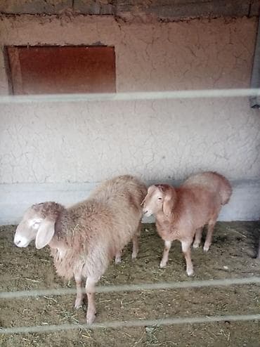Продаю | Овца (самка) | Романовская | На забой