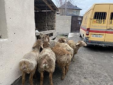 german shepherd: Продаю | Ягненок | На забой — 4