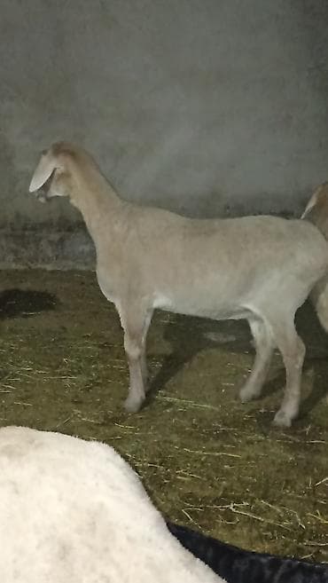 вязка ош кошек: Продаю | Баран (самец) | Полукровка | Для разведения — 9