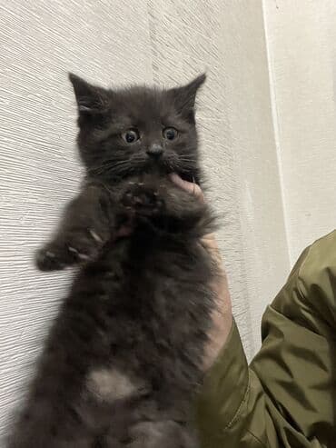 купить черную немецкую овчарку: Котята,родились 16 сентября. 3мальчика 1девочка, шоколадные. Отдам в — 5